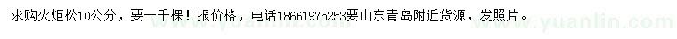 求購(gòu)10公分火炬松