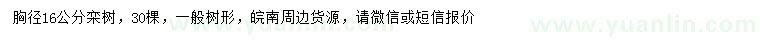 求購胸徑16公分欒樹