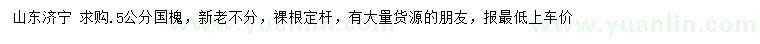 求購(gòu)5公分國(guó)槐