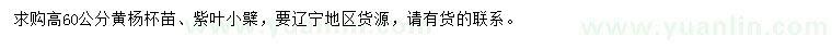 求購高60公分黃楊、紫葉小檗