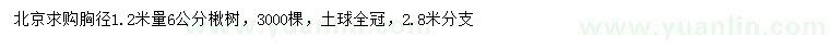 求購(gòu)胸徑1.2米量6公分楸樹(shù)