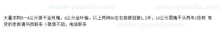 求購矮桿金枝槐、金葉榆、國槐