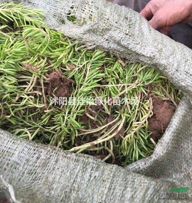 佛甲草  樓頂綠化  房頂綠化 園林綠化 小區(qū)綠化