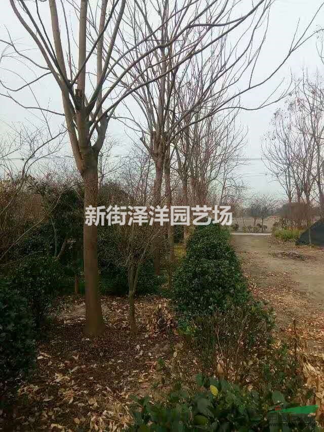 浙江地區供應欒樹15~17公分