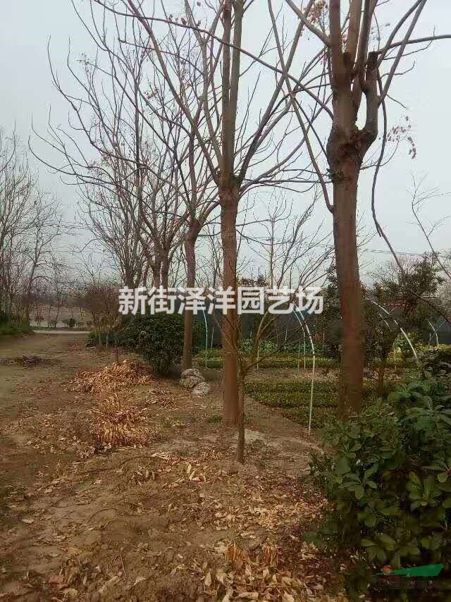 浙江地區供應欒樹15~17公分