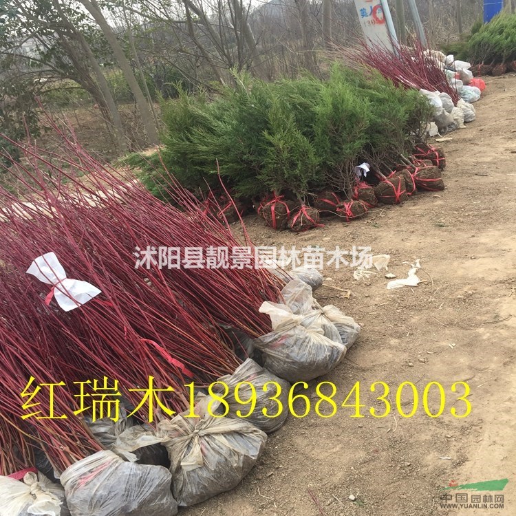 江苏沭阳红瑞木价格 红瑞木工程苗 红瑞木80公分高