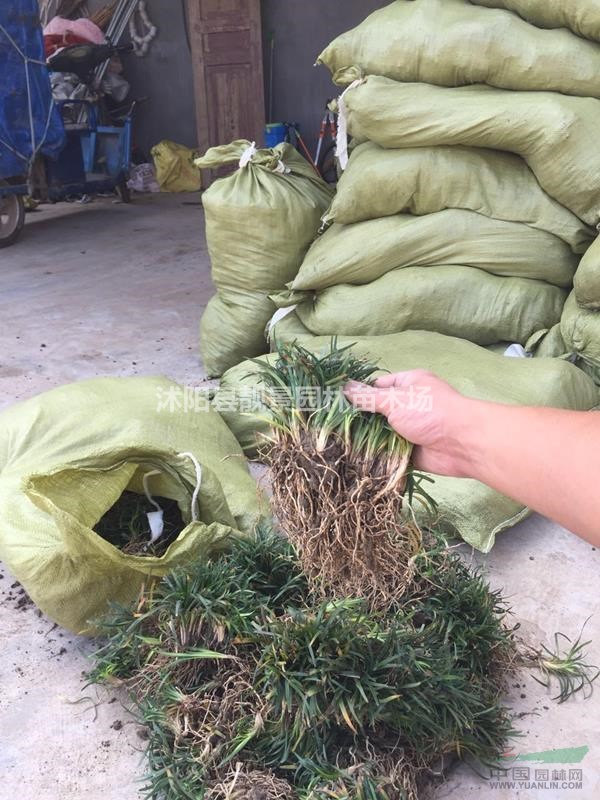 玉龙草2018春季价格，玉龙草基地批发，玉龙草种植实惠，