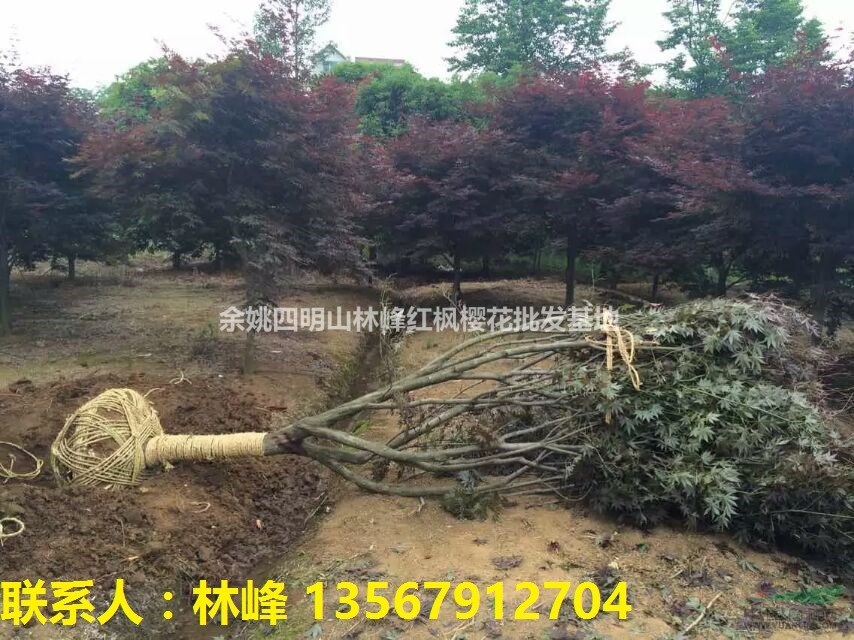 红枫，日本红枫，溪口红枫，四明山红枫，余姚红枫