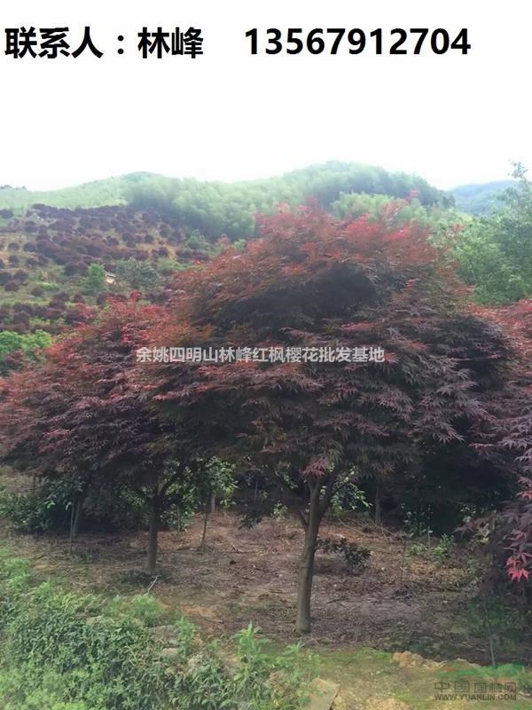 红枫，日本红枫，溪口红枫，四明山红枫，余姚红枫