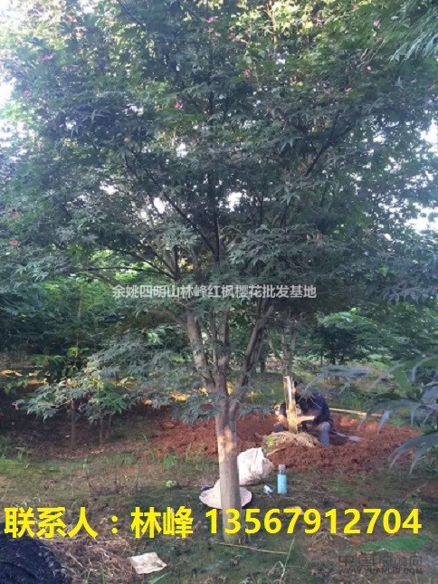 红枫，日本红枫，溪口红枫，四明山红枫，余姚红枫