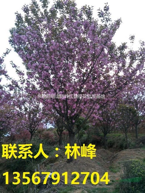 浙江最好的樱花批发基地/樱花价格/樱花花期/樱花到底是几瓣