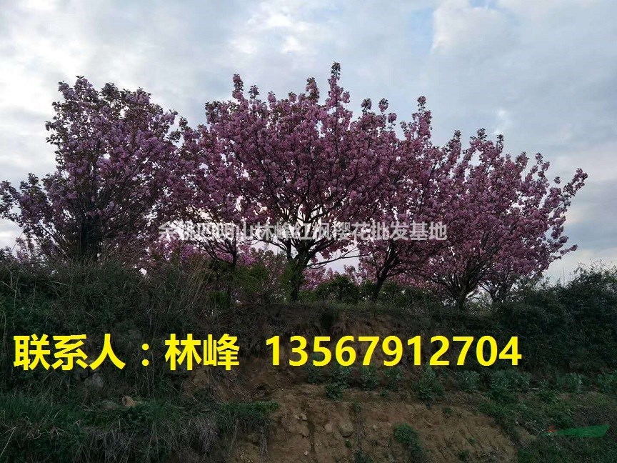 浙江最好的樱花批发基地/樱花价格/樱花花期/樱花到底是几瓣