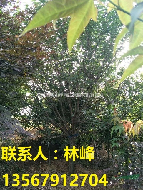 樱花，晚樱，早樱，余姚樱花，四明山樱花，溪口樱花