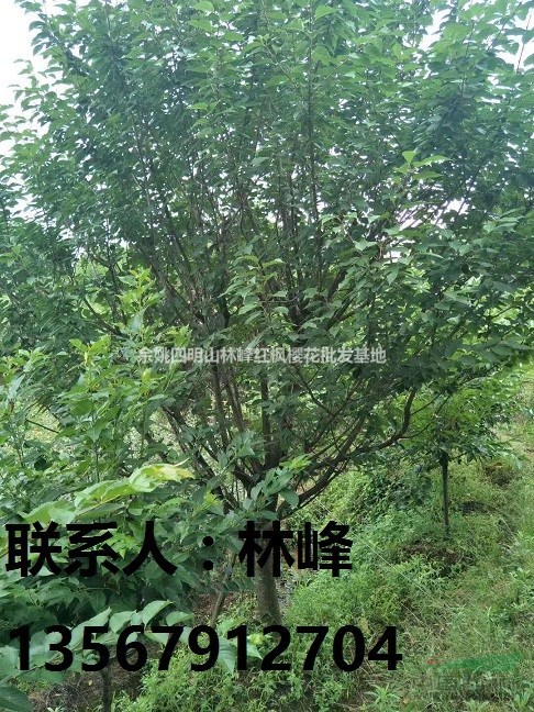 樱花，晚樱，早樱，余姚樱花，四明山樱花，溪口樱花