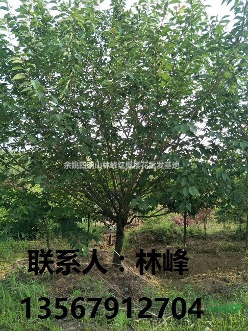 樱花，晚樱，早樱，余姚樱花，四明山樱花，溪口樱花