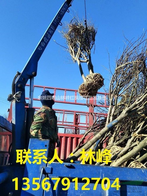 红枫的综合管理方法一谈