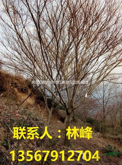 红枫的综合管理方法一谈