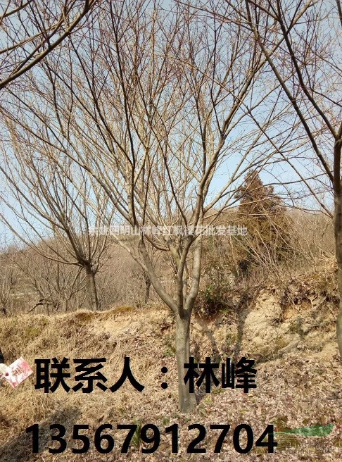 红枫的综合管理方法一谈