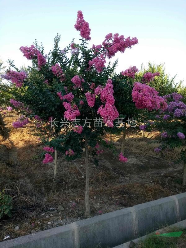 浙江地区供应4-12公分红花紫薇