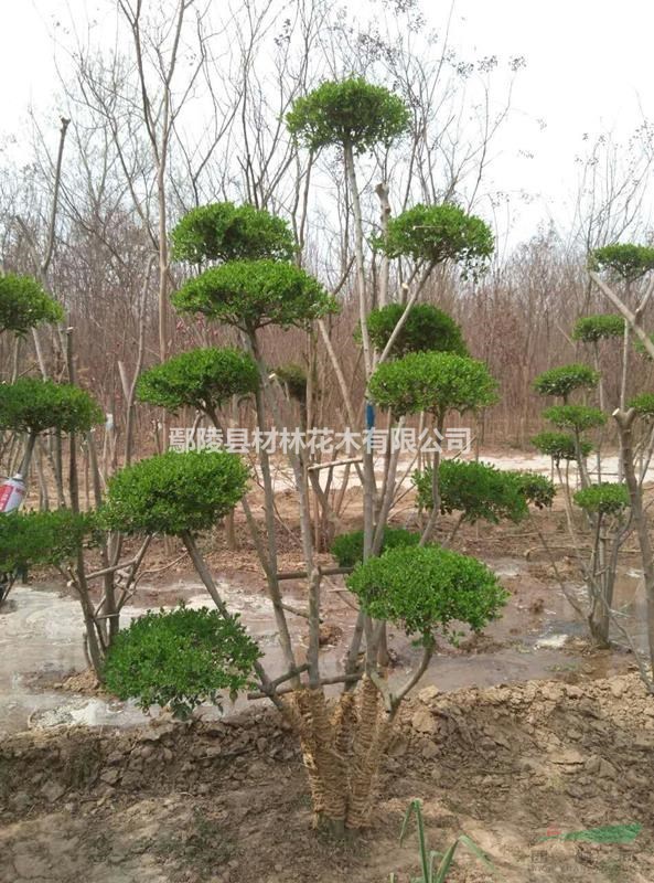 河南小葉女貞造型種植基地批發(fā)，小葉女貞造型價(jià)格
