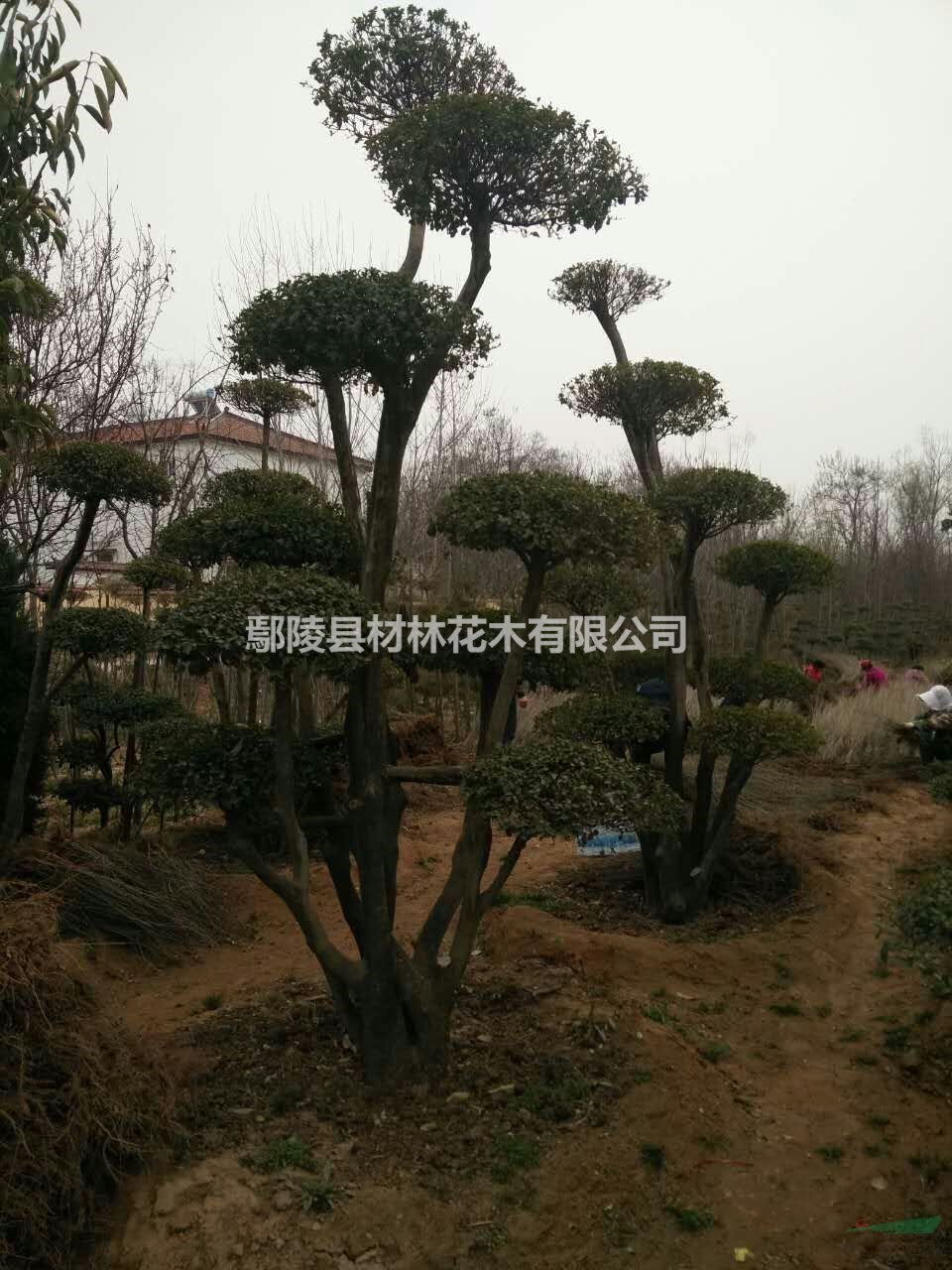 河南小葉女貞造型種植基地批發(fā)，小葉女貞造型價(jià)格