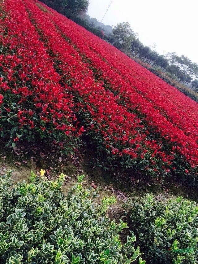 紅葉石楠小苗，紅葉石楠球，紅葉石楠價格