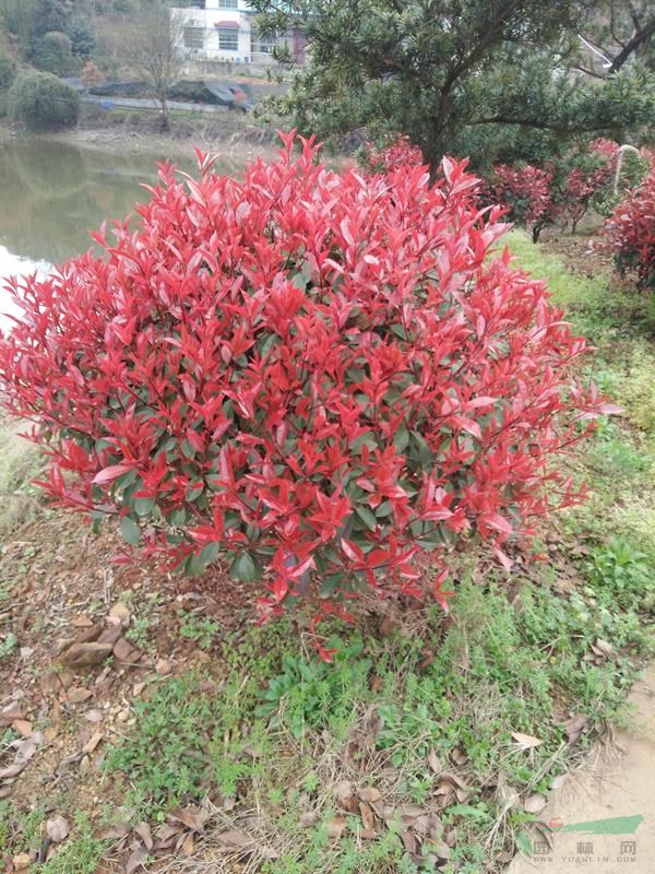 紅葉石楠小苗，紅葉石楠球，紅葉石楠價格