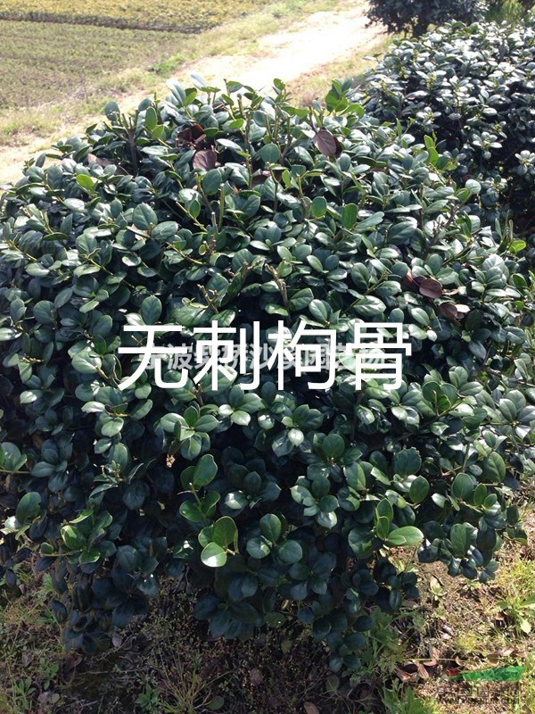 供應(yīng)寧波地區(qū)的無刺枸骨
