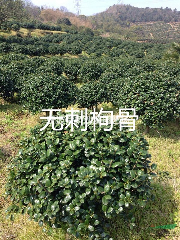供應(yīng)寧波地區(qū)的無刺枸骨