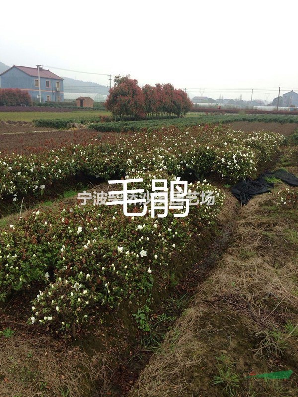 長(zhǎng)期大批量的供應(yīng)毛鵑 春鵑