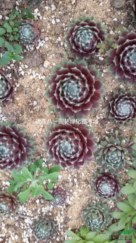 多肉植物批发价格/多肉报价/多肉图片