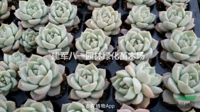 多肉植物批发价格/多肉报价/多肉图片