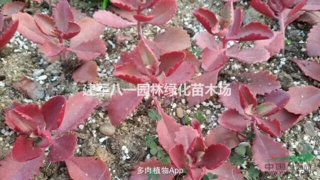 多肉植物批发价格/多肉报价/多肉图片