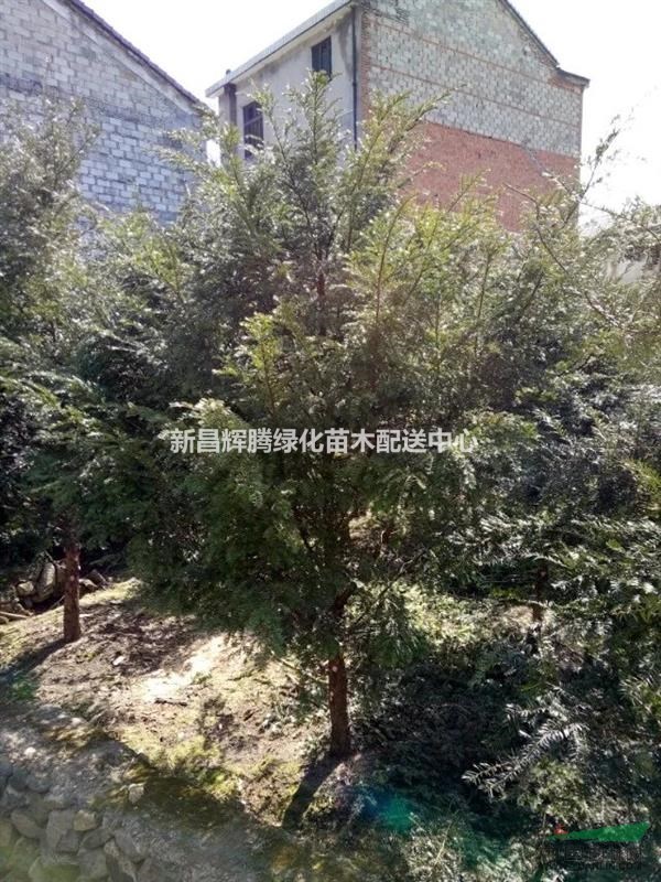 紅豆杉 南方紅豆杉  紅豆杉價(jià)格 精品紅豆杉