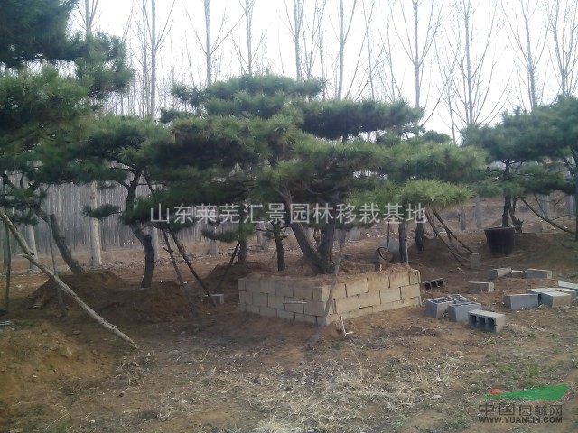 造型松，泰山松，風(fēng)景松。