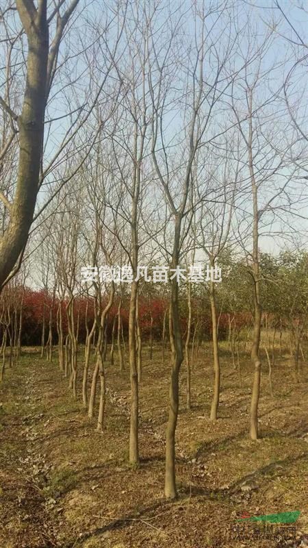 烏桕