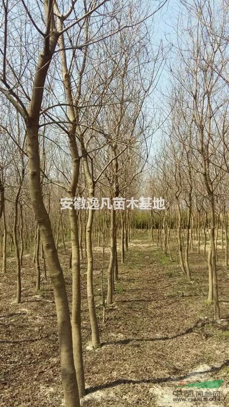 烏桕