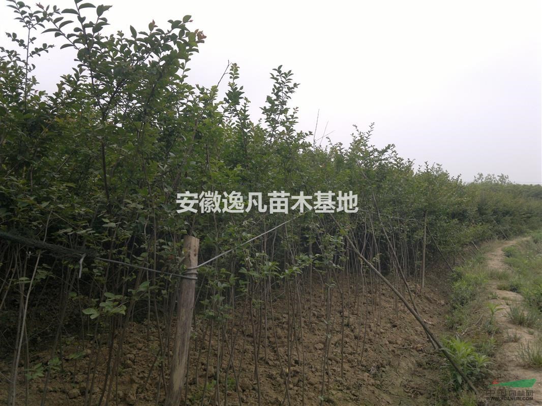 低價(jià)供應(yīng)2-3-4-5-6紫薇