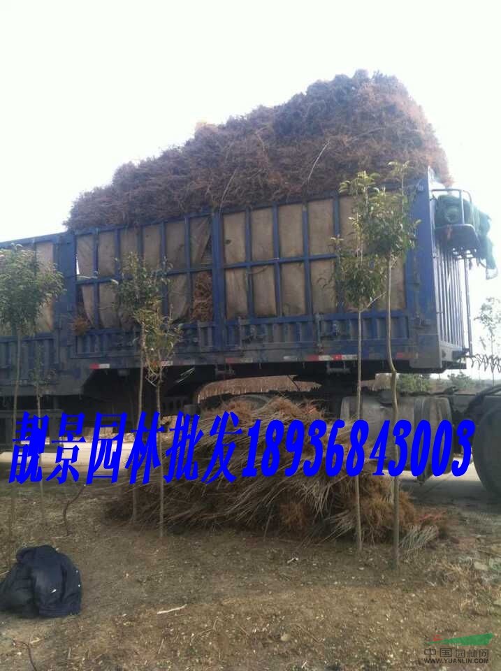 江苏水蜡价格，3月优质水蜡供应商，金叶水蜡工程苗