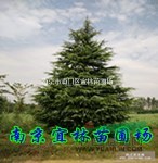 雪松價格|南京雪松價格|工程雪松造價
