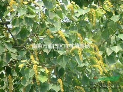烏桕價格|南京烏桕價格|烏桕造型樹價格