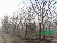 烏桕價格|南京烏桕價格|烏桕造型樹價格