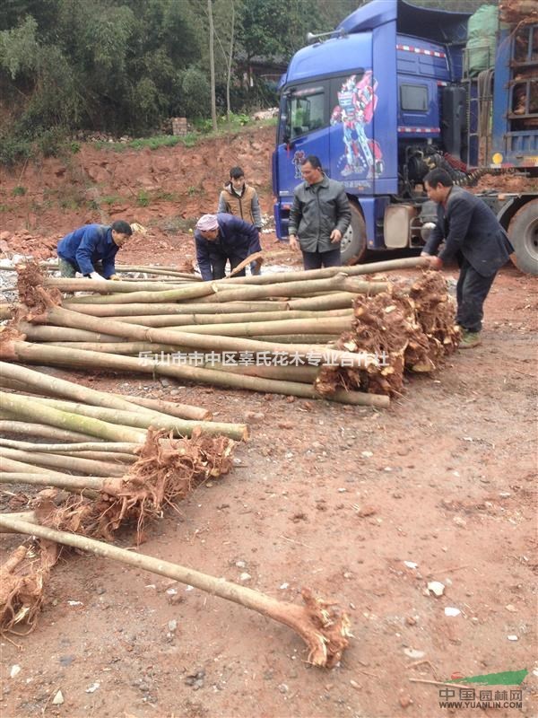 四川省樂山市是西南地區(qū)最大欒樹基地有不同規(guī)格的優(yōu)質(zhì)欒木