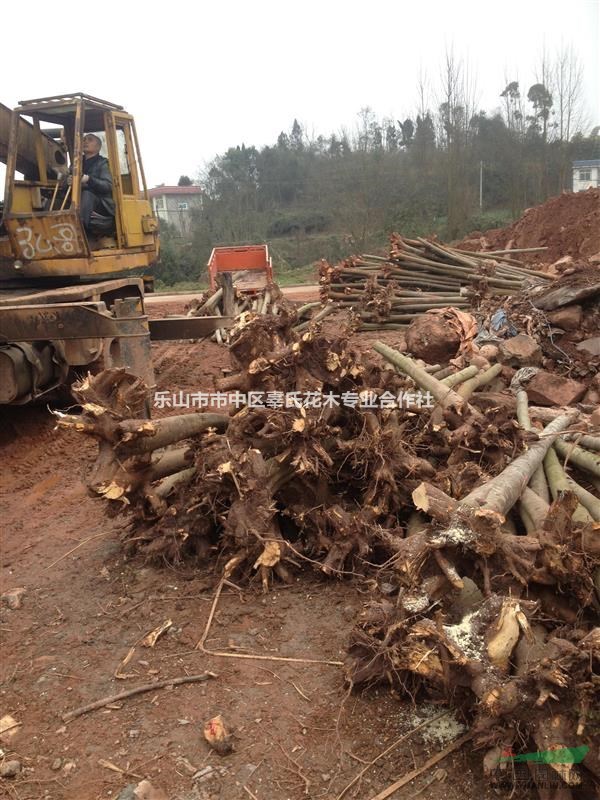 四川省樂山市是西南地區(qū)最大欒樹基地有不同規(guī)格的優(yōu)質(zhì)欒木