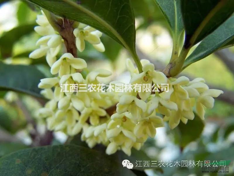 風起，十里桂花馨香：沁人心脾，花香四溢的桂花新品種你見過嗎?