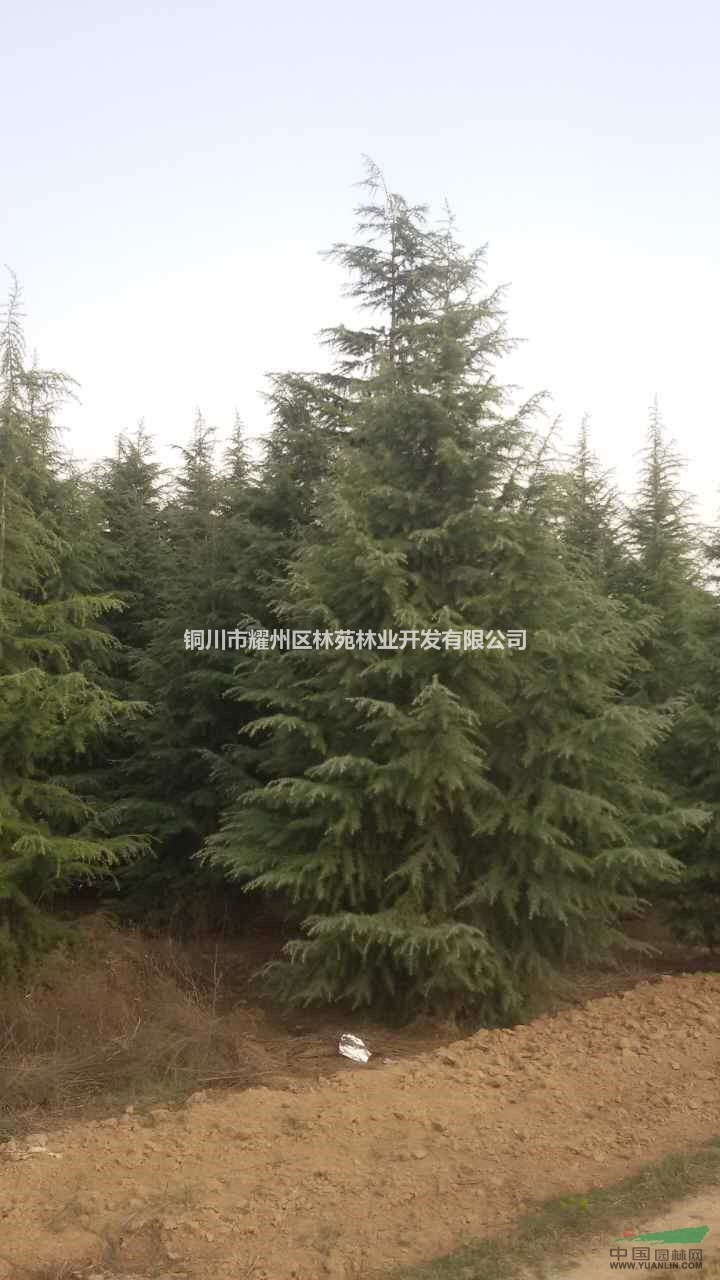 陜西雪松哪里有？陜西雪松批發(fā)價(jià)格哪里便宜？