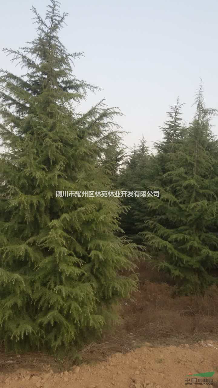 陜西雪松哪里有？陜西雪松批發(fā)價(jià)格哪里便宜？