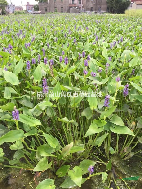 杭州蕭山供應千屈菜500萬芽，自產自銷，薄利多銷，量大優(yōu)惠。