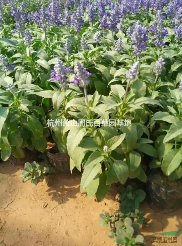 杭州蕭山供應千屈菜500萬芽，自產自銷，薄利多銷，量大優(yōu)惠。