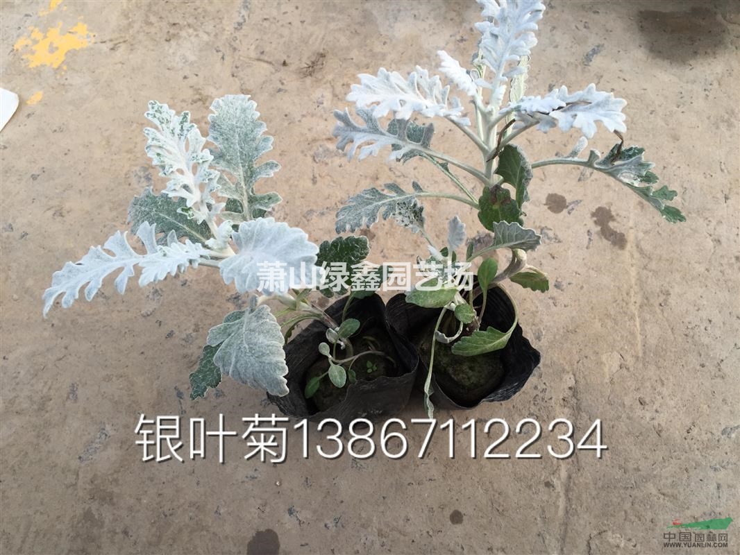 大量供應(yīng)盆栽銀葉菊